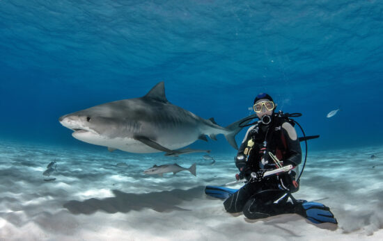 The Top 5 Scuba Diving Destinations in April - Tiger Beach Bahamas