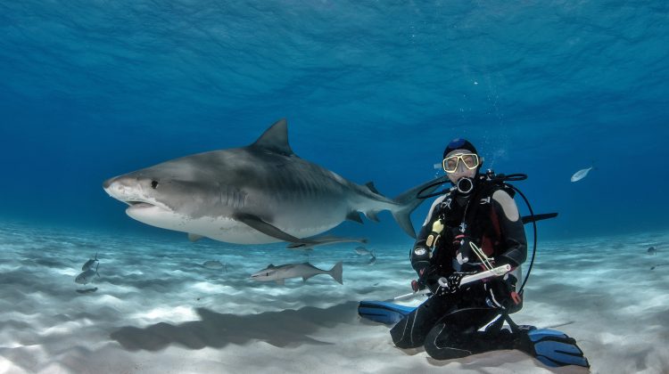 The Top 5 Scuba Diving Destinations in April - Tiger Beach Bahamas