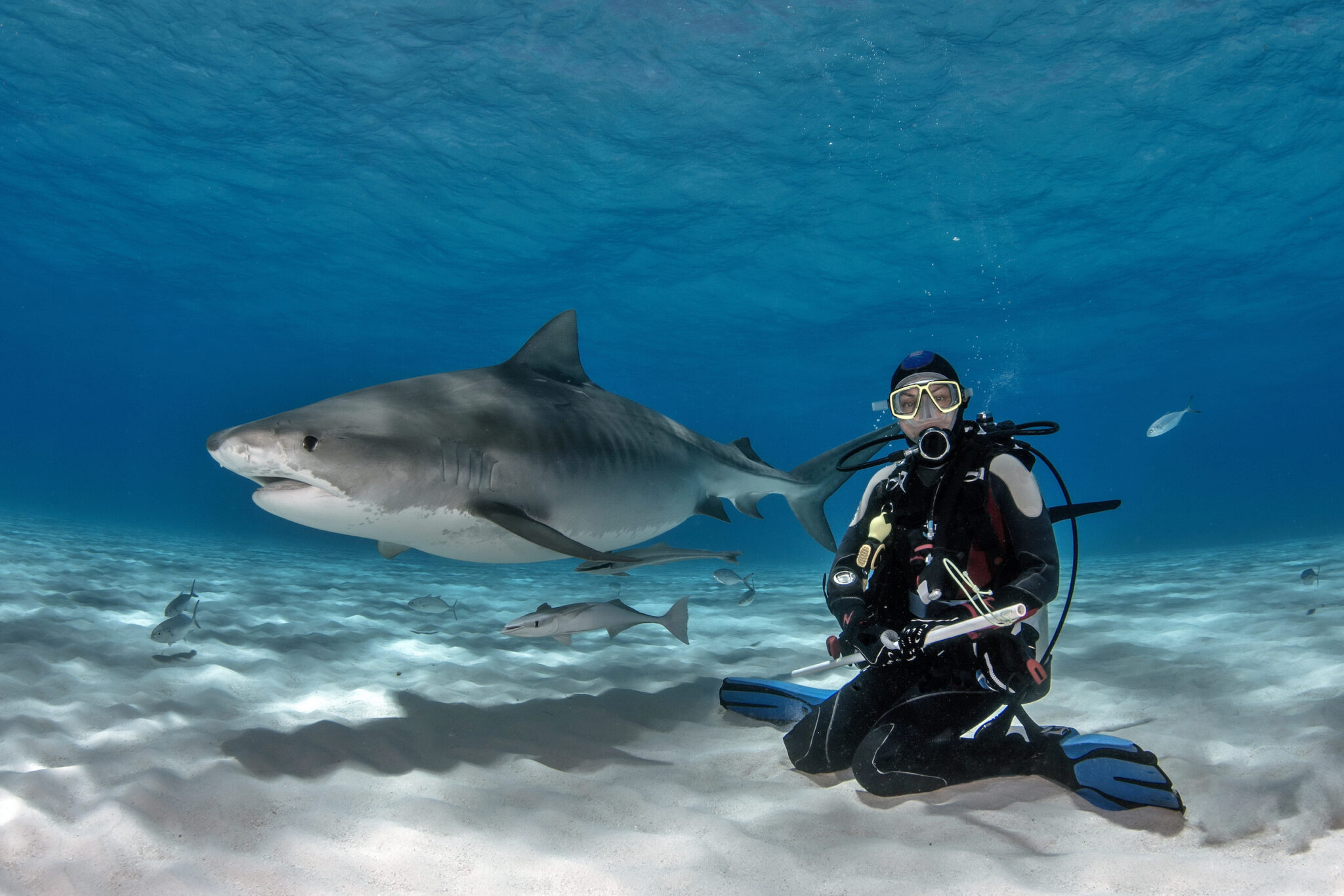 A scuba diver underwater next to a giant tiger shark at Tiger Beach, Bahamas, one of the best Caribbean destinations in April