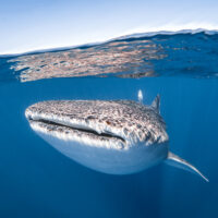 The Top 5 Scuba Diving Destinations in April - Ningaloo Reef Australia