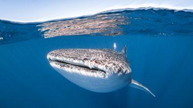 The Top 5 Scuba Diving Destinations in April - Ningaloo Reef Australia