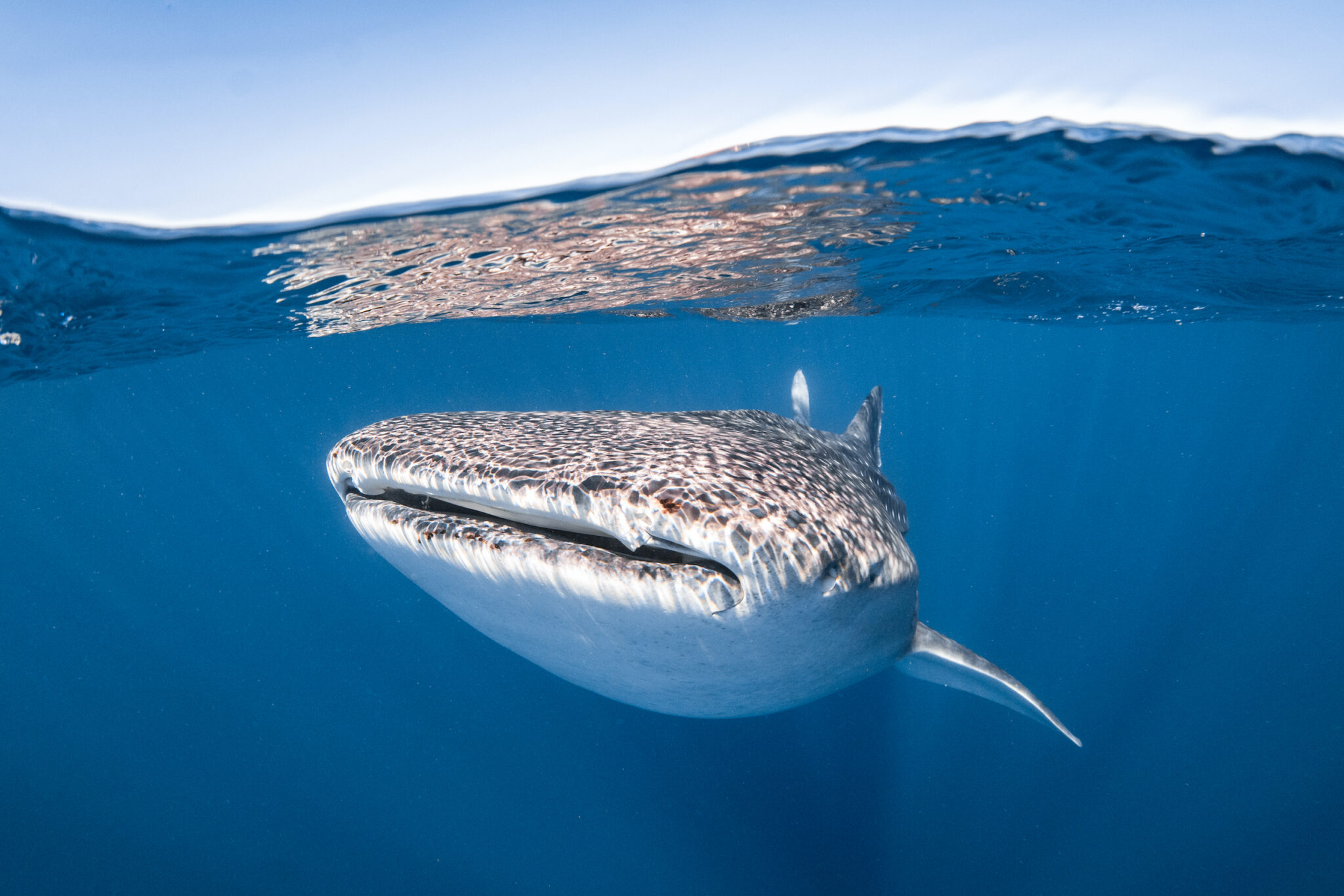 A whale shark swims just beneath the surface at Ningaloo Reef, Western Australia