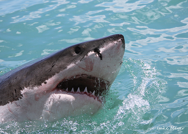 White Shark in South Africa Imke Meyer