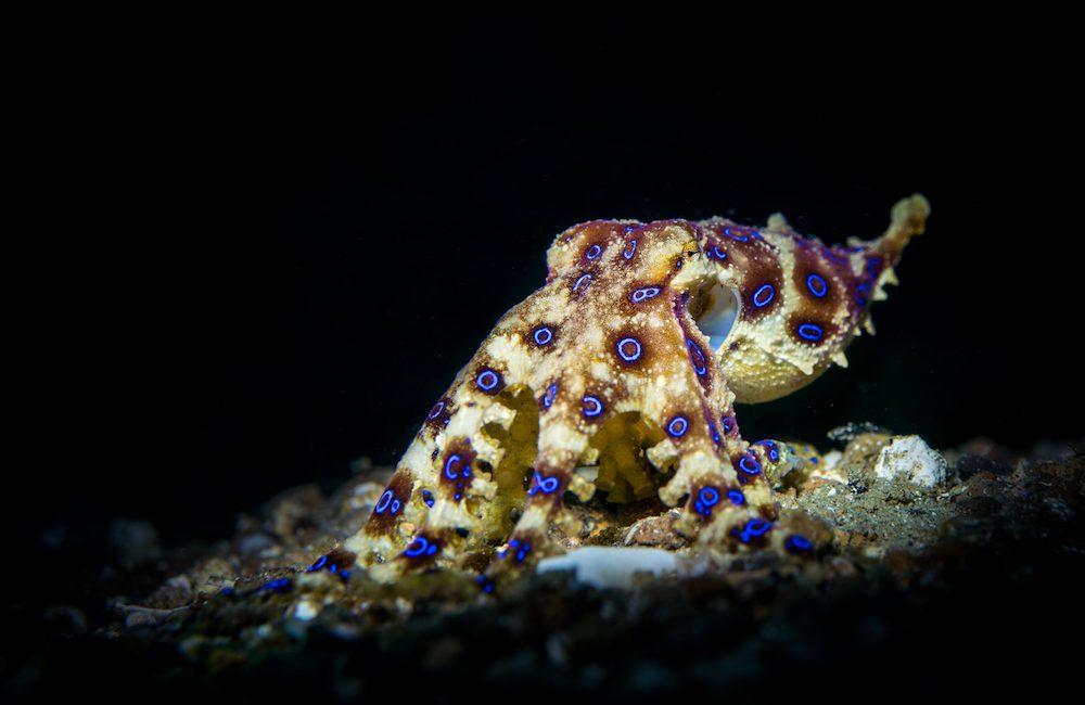 How do Octopuses Camouflage?