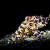 octopus