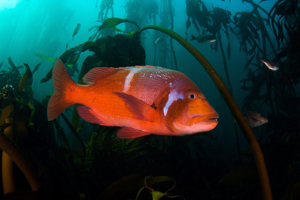 red seabreams https://www.shutterstock.com/image-photo/red-roman-seabream-false-bay-kelp-686821528?src=iRJKRiicNQGc8AxI_dlxZQ-1-3