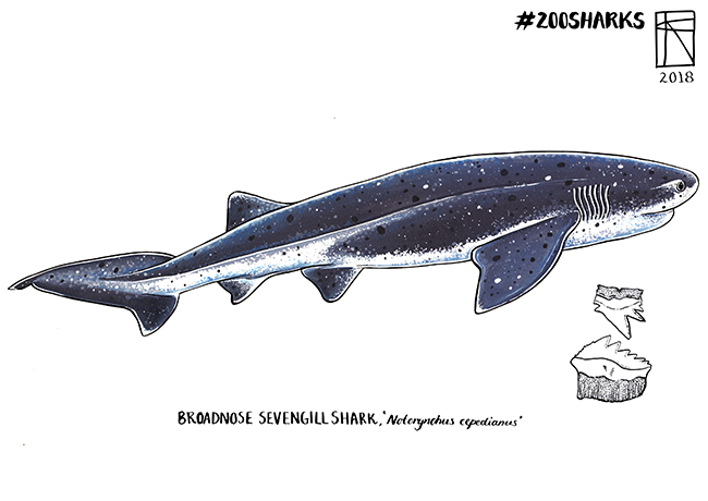Broadnose Seven Gill Shark