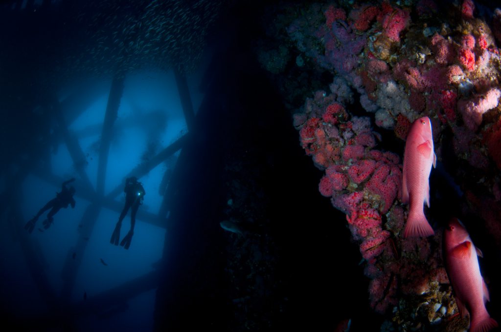 Women in Diving: Ocean Conservationists