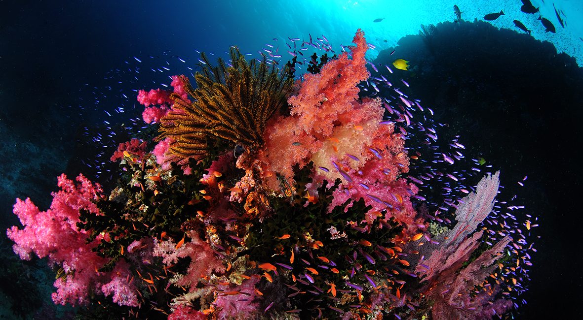 Raja Ampat, Indonesia: Unparalleled Diversity in the Heart of the Coral Triangle
