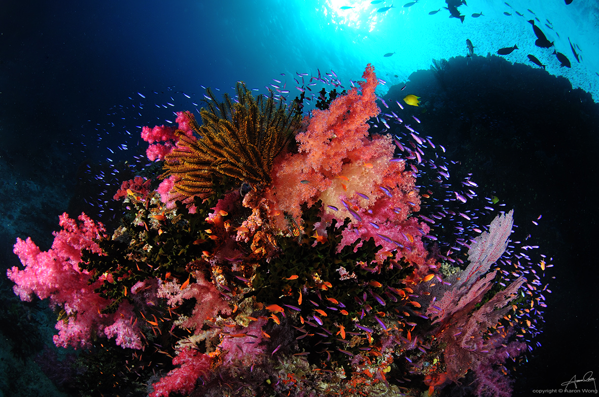 Raja Ampat, Indonesia: Unparalleled Diversity in the Heart of the Coral  Triangle