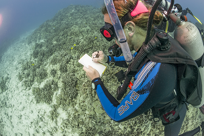 Essential dive gear for ocean conservationists - Slate