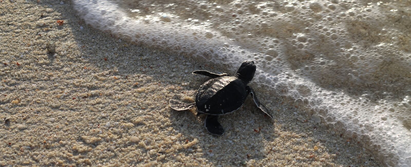 Bintan Turtle Hatchery, Indonesia