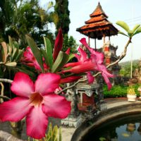 Indonesian flowers