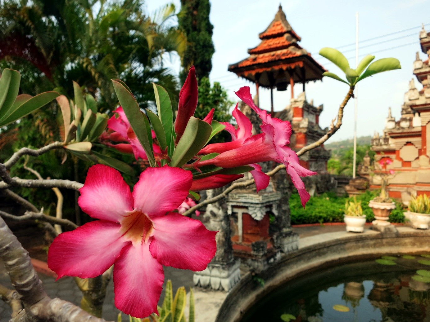 Цветы в индонезии