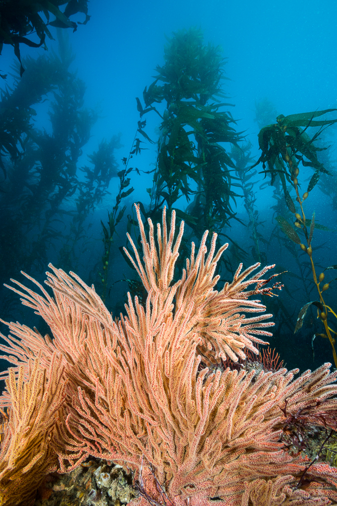 Leo Carillo, Brent Durand - Dive Sites in Los Angeles