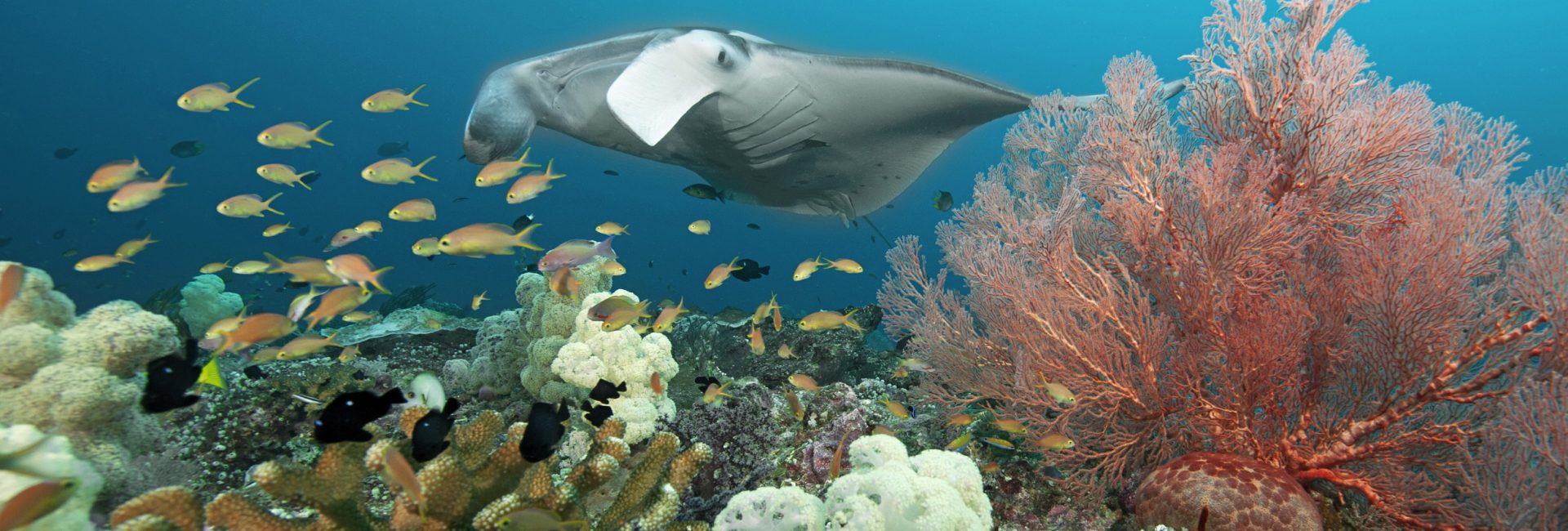 Mission Blue Hope Spot: Misool, Indonesia