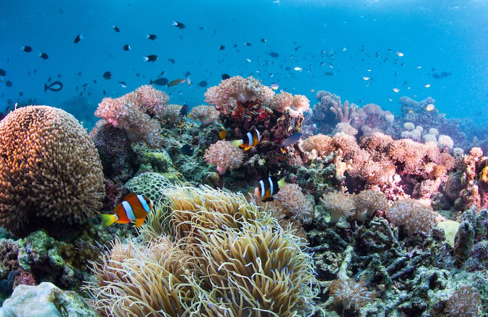 Sunscreen Beyond Oxybenzone