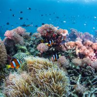 coral reef threats