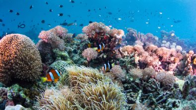 coral reef threats