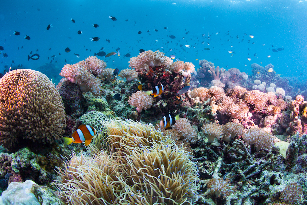 coral reef threats