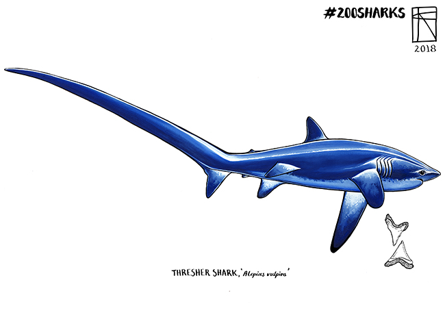 Thresher Shark