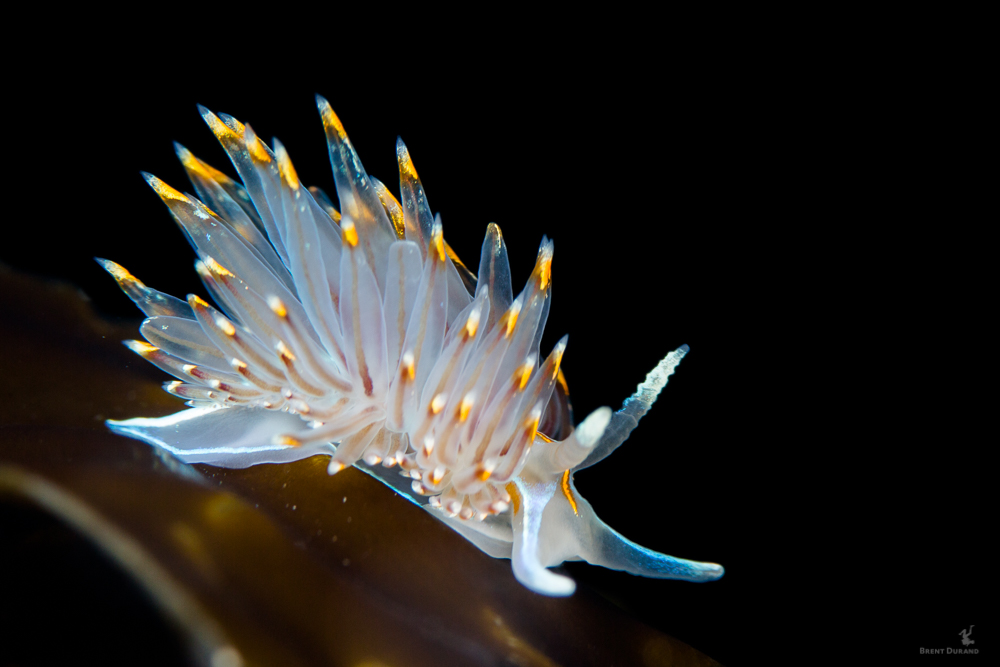 vetrans park redondo beach nudibranch