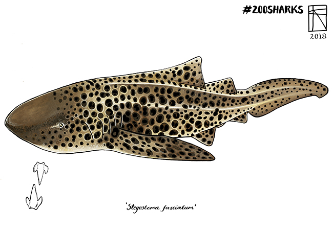 Zebra Shark