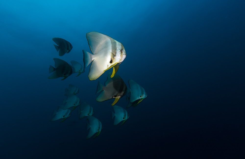 Explore the Great Diving Around Batam and Bintan Islands in Indonesia