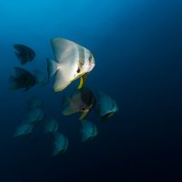 Batfish at Cementco wreck Brisbane