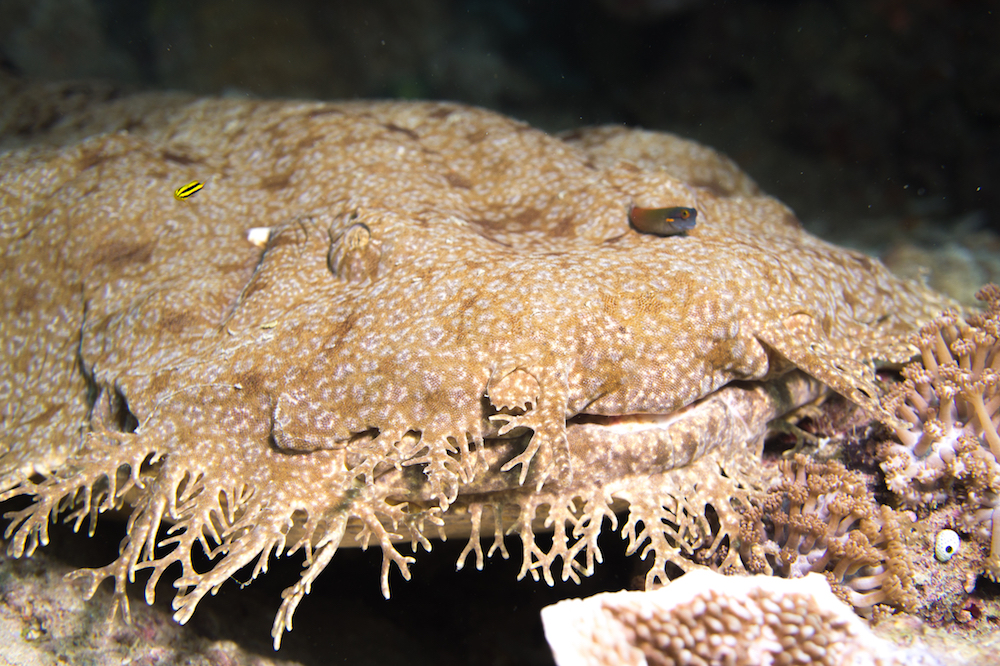 Wobbegong shark in Raja Ampat