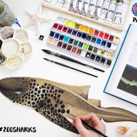 zebra shark PADI community shark stories