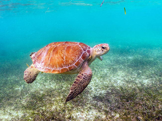 Akumal Beach turtles mexico surface interval activities
