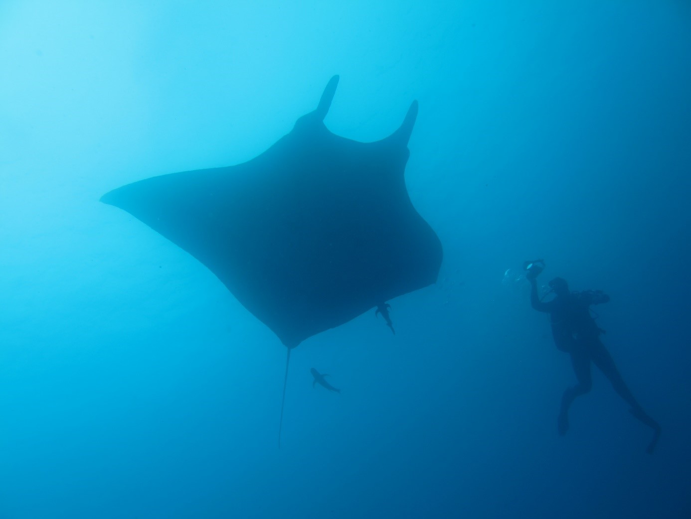 A manta ray swims next to a scuba diver in Baja California Sur