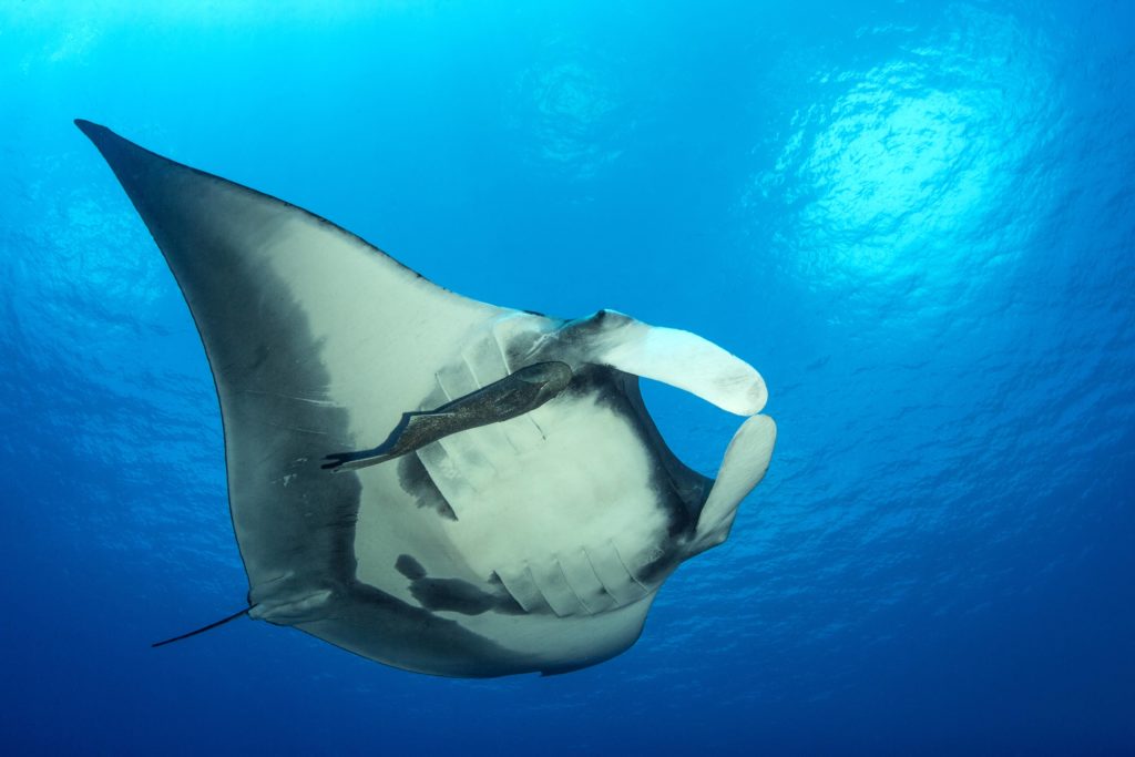 MantaRay KipEvans MissionBlue