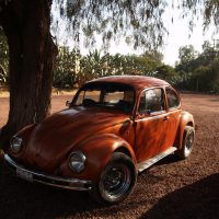 Mexico Beetle