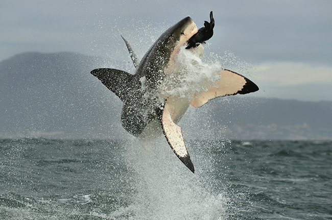 Attaque de requins: des prédateurs pas si menaçants, menacés, utiles