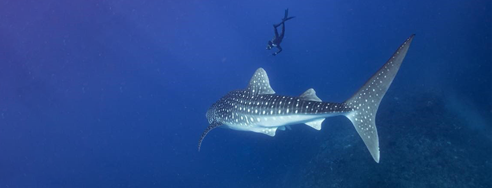 My PADI story 第3回：Adam Sternー水の申し子