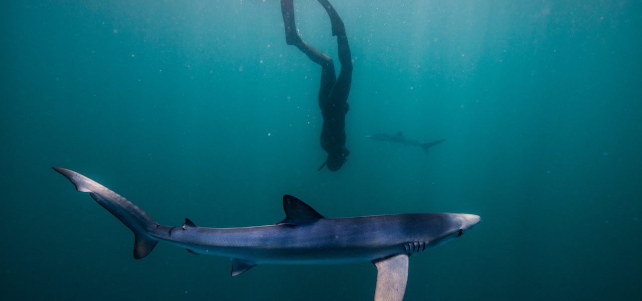 Join a Growing Tribe of Freedivers Exploring the Best of British Waters
