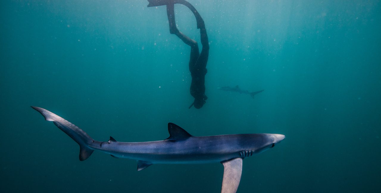 Join a Growing Tribe of Freedivers Exploring the Best of British Waters