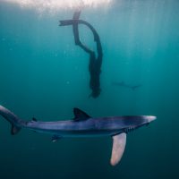 Blue shark in British waters