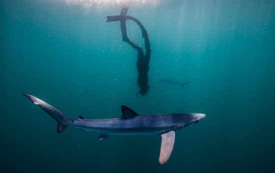 Blue shark in British waters