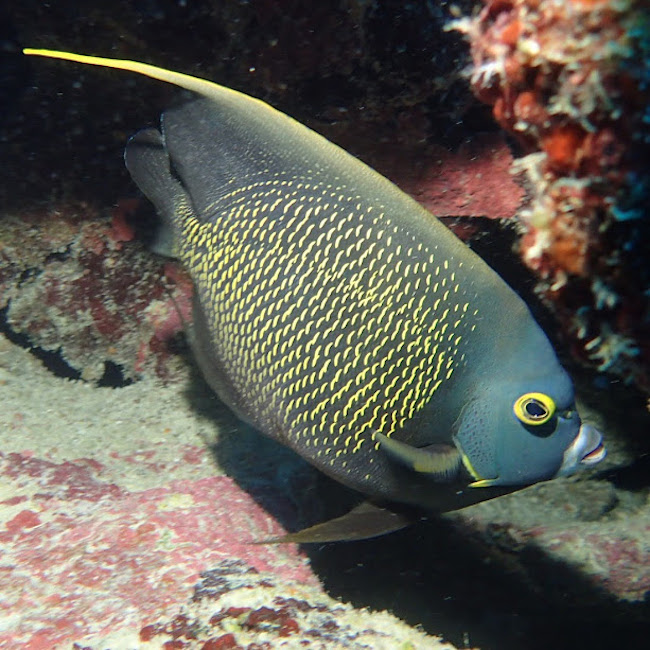 diving in cozumel