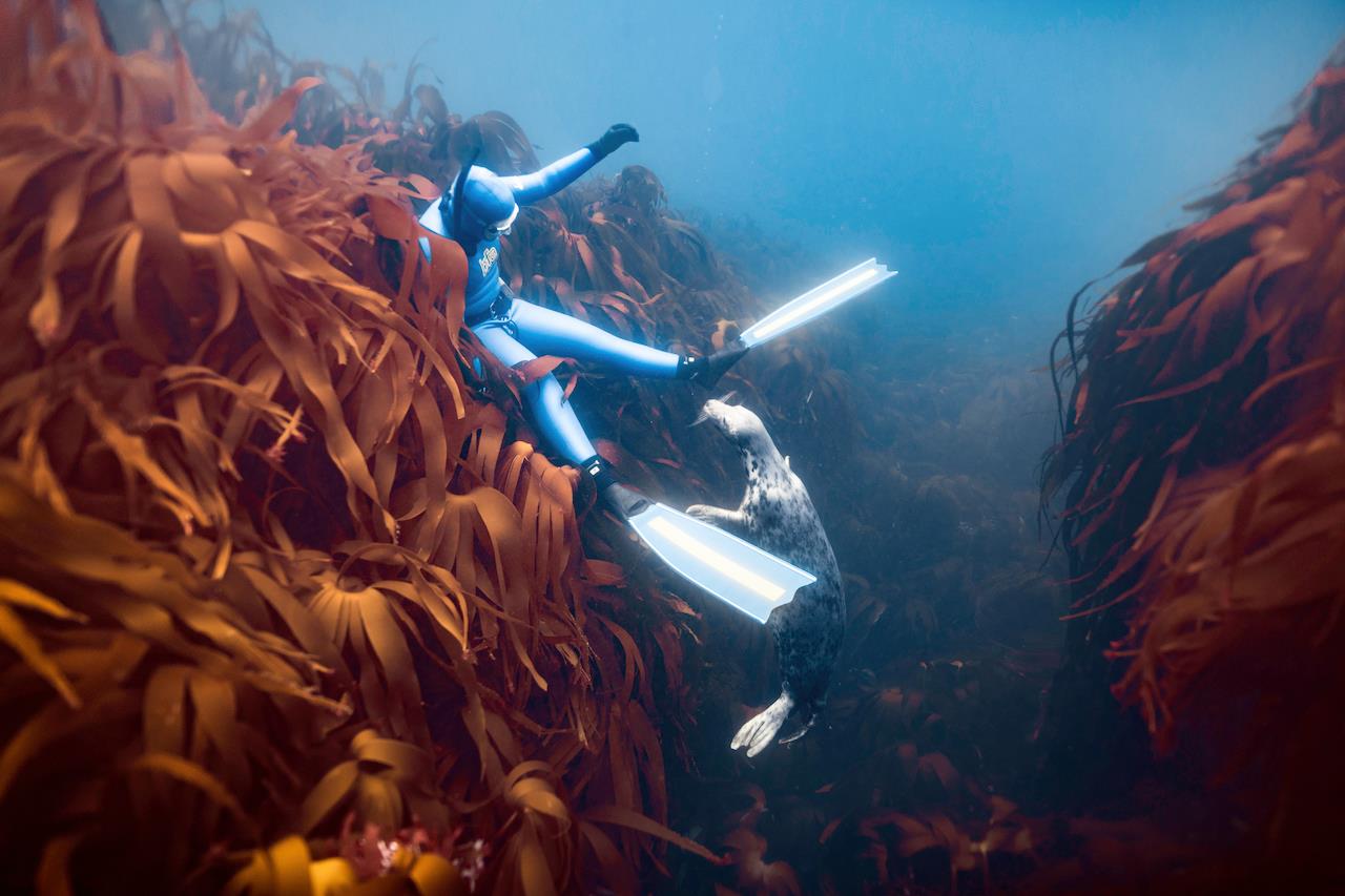 Seal and freediver in British Waters