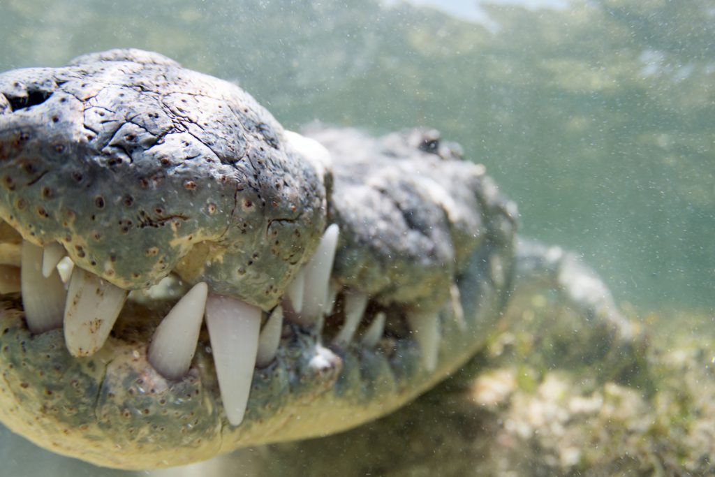 chinchorro diving with crocodiles