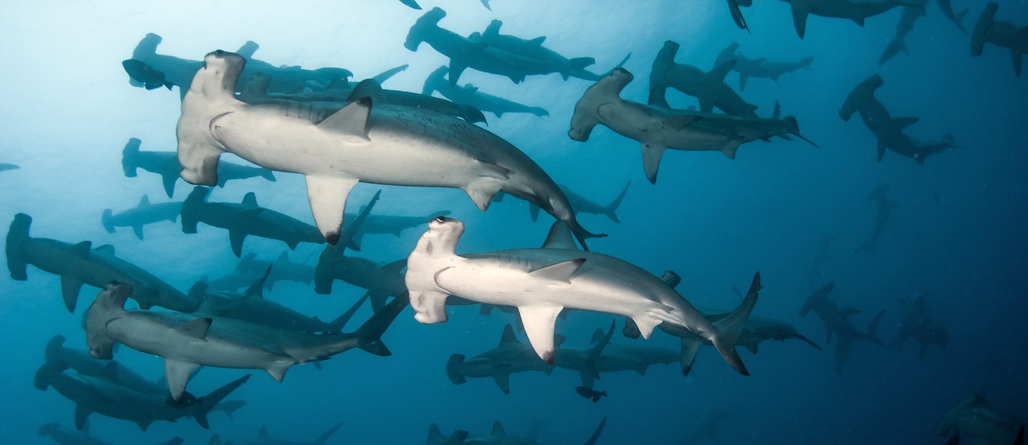 Mission Blue Hope Spot: Revillagigedo Archipelago, Mexico