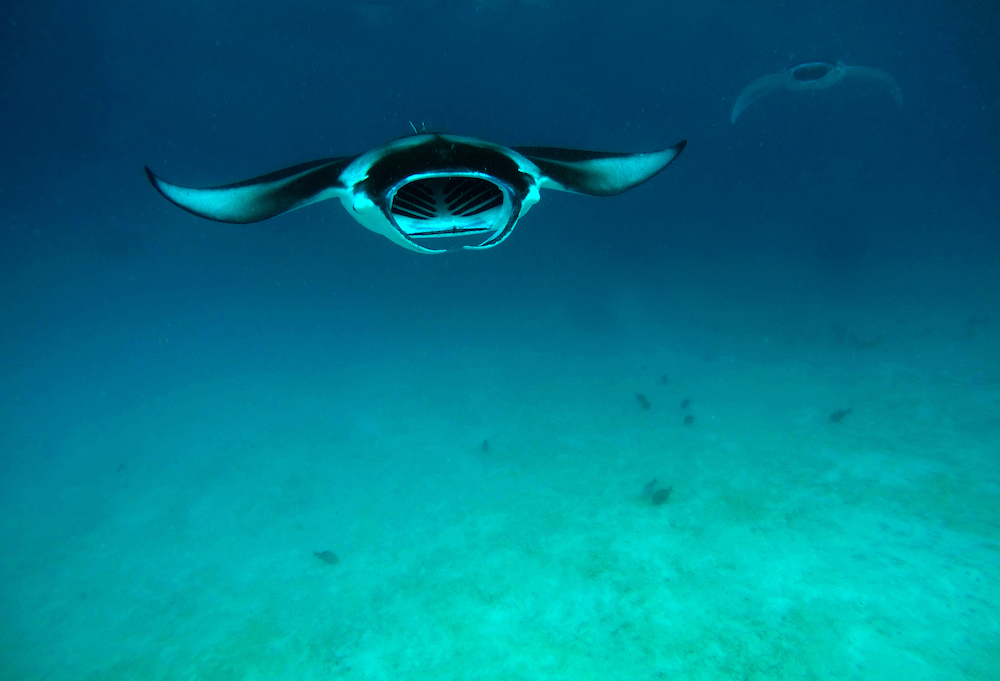 A giant manta ray approaching the camera as it swims in the open water, a regular sight while diving atolls in the Maldives