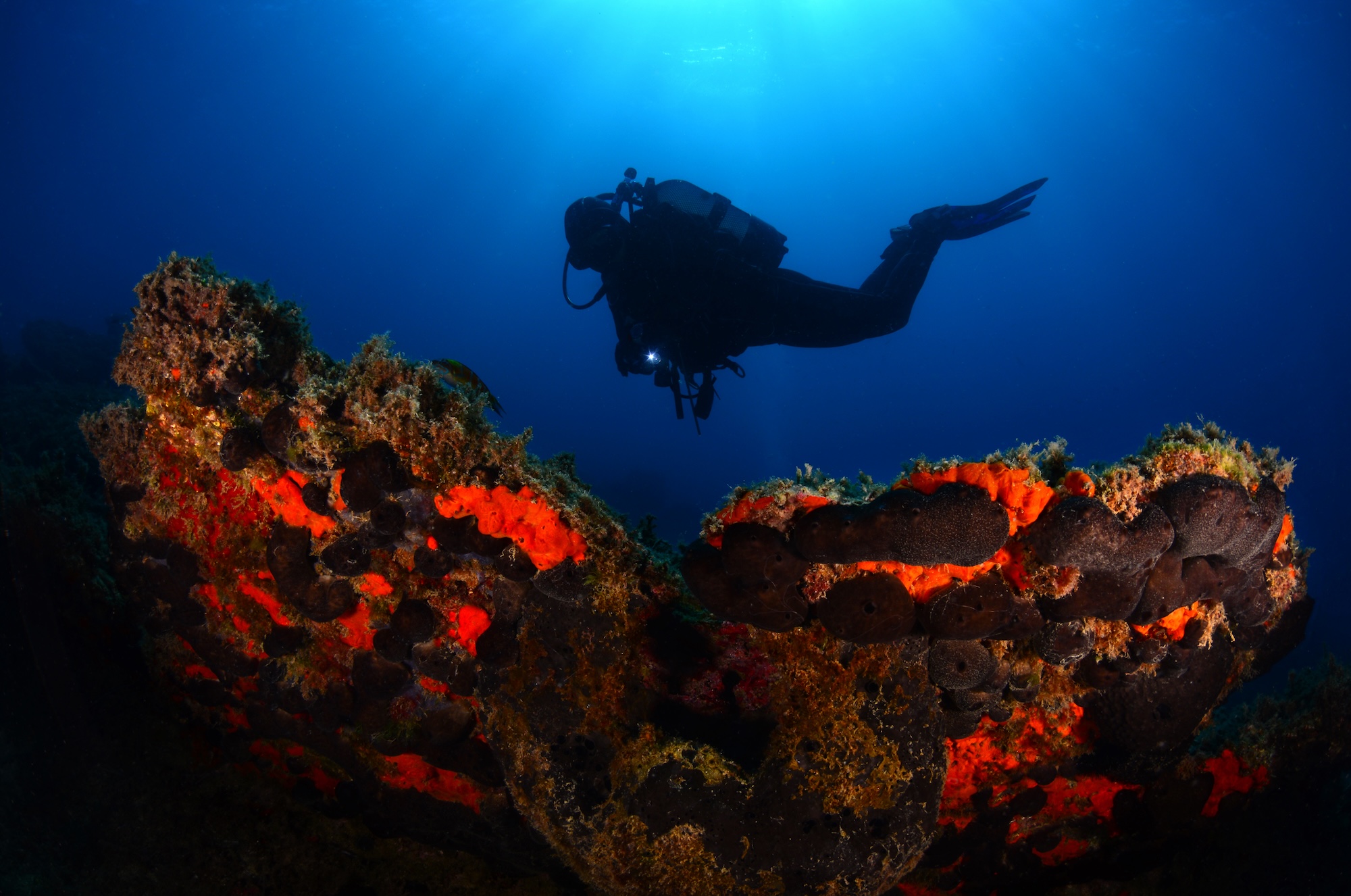 scuba diver swimming over a reef in turkey