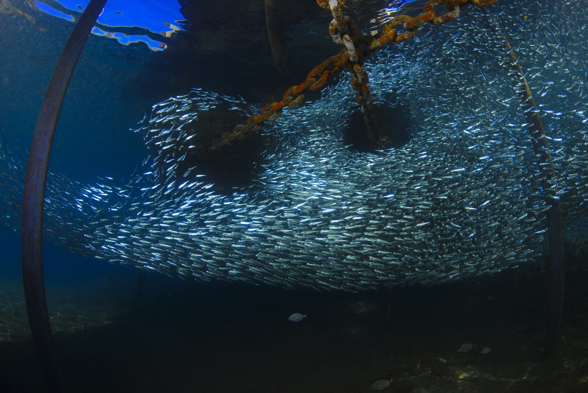Underwater wide angle photography (chain and lots of silver fish under the boat) Fethiye, Turkey