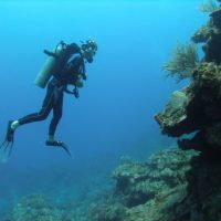 Diving in Roatan, Honduras