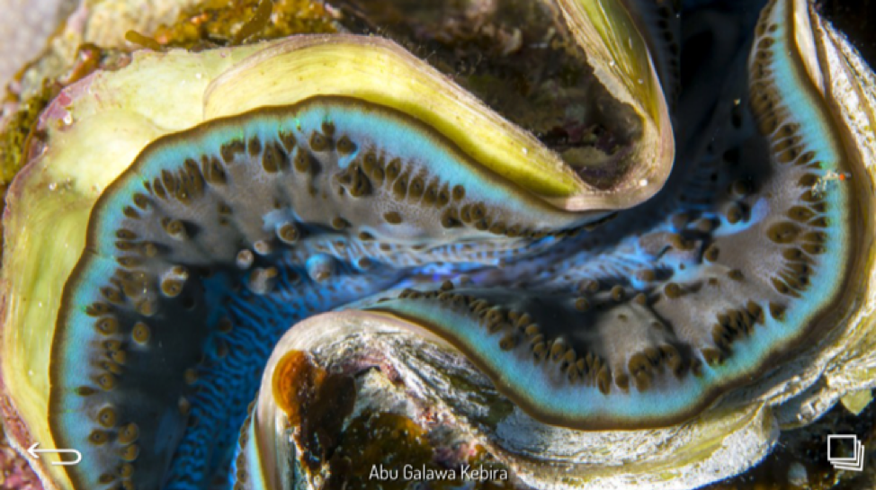 Abu Galawa Kebira - Red Sea